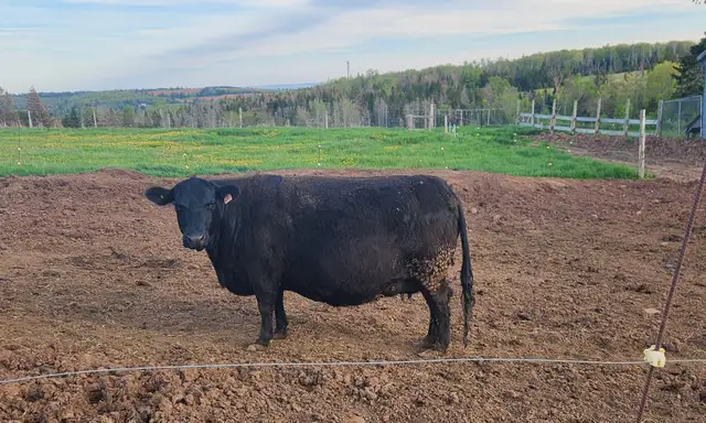 LOWLINE BEEF COW