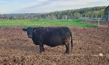 LOWLINE BEEF COW