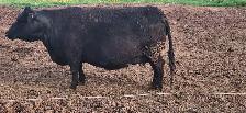 LOWLINE BEEF COW - Photo 2