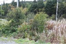 Land-Beachy Cove Brook & Hill as Your Backdrop! - Photo 2