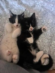 Kittens need forever home