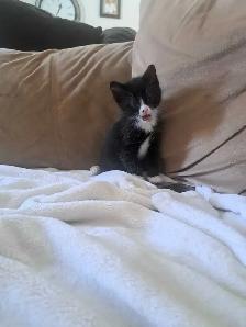 Kittens need forever home - Photo 3