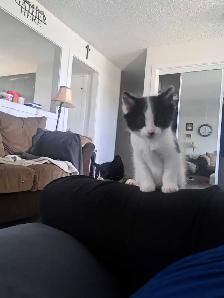 Kittens need forever home - Photo 4