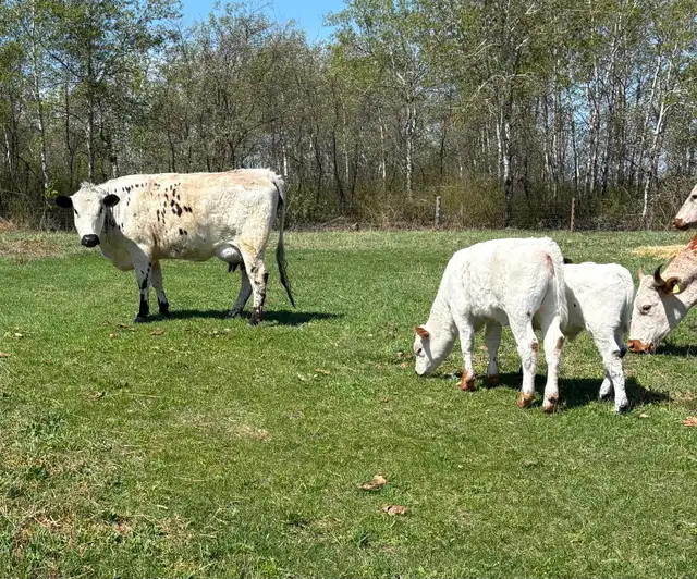 Cow calf pairs