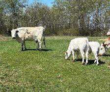 Cow calf pairs
