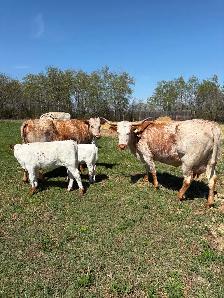 Cow calf pairs - Photo 2