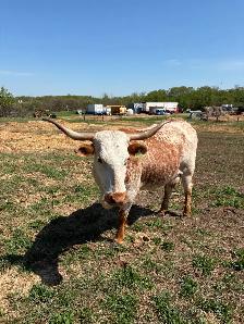 Cow calf pairs - Photo 4