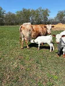 Cow calf pairs - Photo 5