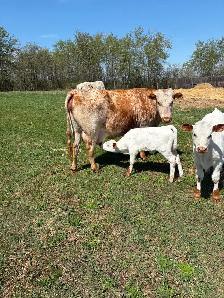 Cow calf pairs - Photo 6