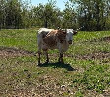 Cow calf pairs - Photo 7