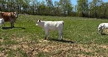 Cow calf pairs - Photo 8