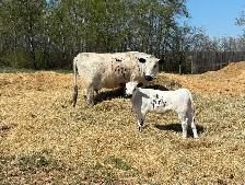 Cow calf pairs - Photo 9