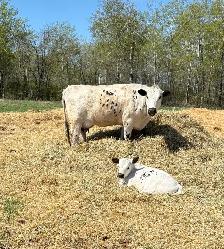 Cow calf pairs - Photo 10
