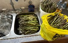 Fresh Organic local Asparagus..
