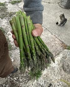 Fresh Organic local Asparagus.. - Photo 4