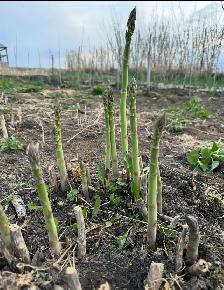 Fresh Organic local Asparagus.. - Photo 5
