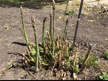 Fresh Organic local Asparagus.. - Photo 6
