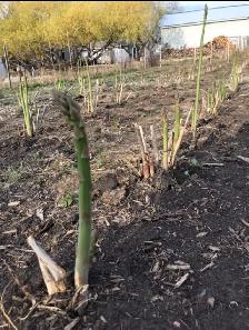Fresh Organic local Asparagus.. - Photo 7