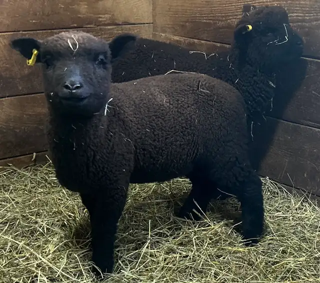 Sheep.   Lambs for sale..