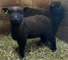 Sheep.   Lambs for sale..