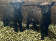 Sheep.   Lambs for sale.. - Photo 2