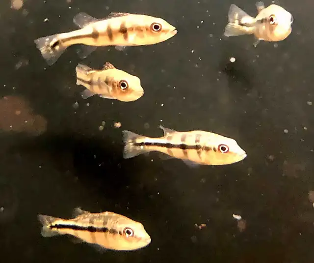 xingu peacock bass 3'-4'