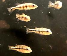 xingu peacock bass 3'-4'