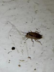 Cockroach Control Expert Services in Calgary - Pest Control - Photo 2