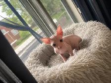 chaton SPHYNX blanc