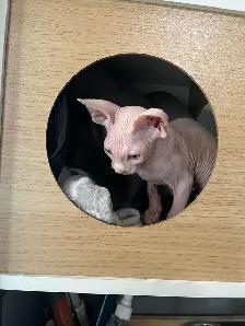 chaton SPHYNX blanc - Photo 2