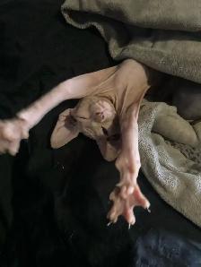 chaton SPHYNX blanc - Photo 3