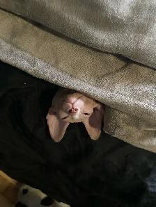 chaton SPHYNX blanc - Photo 4