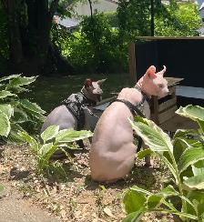 chaton SPHYNX blanc - Photo 5