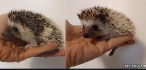 Girl pinto hoglets! U choose! Delivery habitats inclusions-&gt.