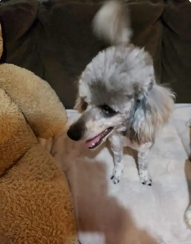 MINIATURE MALE POODLE