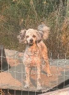 MINIATURE MALE POODLE - Photo 2
