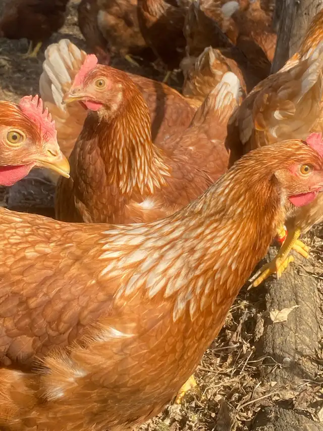 Bovin Laying Hens