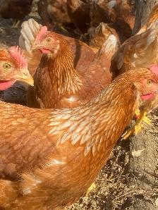 Bovin Laying Hens