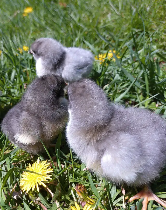 purebred Jersey giant chicks!