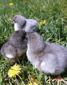 purebred Jersey giant chicks!