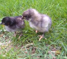 purebred Jersey giant chicks! - Photo 2