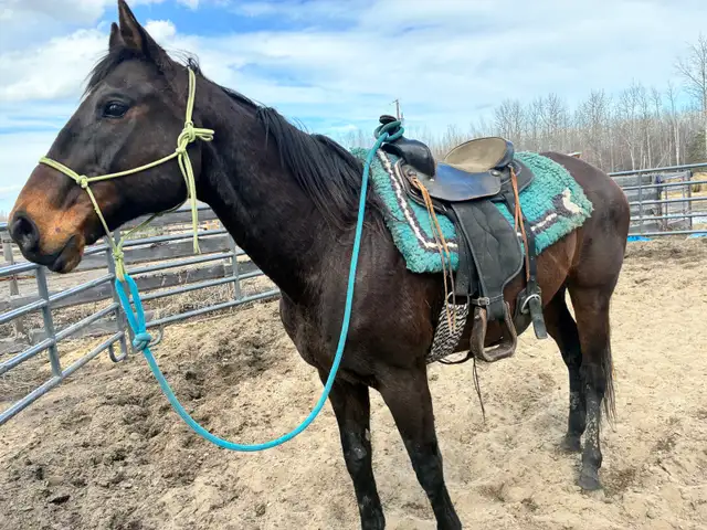 12 year old thorough bred x mare