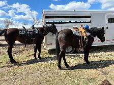 12 year old thorough bred x mare - Photo 2