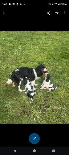 puppy's king Charles caviler