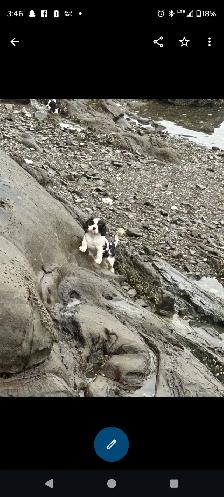 puppy's king Charles caviler - Photo 2