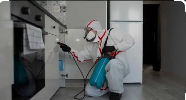extermination souris Fourmis punaises coquerelles 514-561-8933