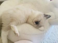 GORGEOUS BABY BICOLOR WHITEMITTED RAGDOLLS!! - Photo 10