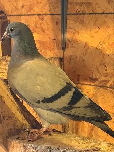 Homing pigeons for sale