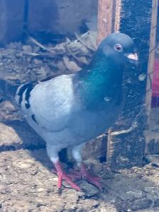 Homing pigeons for sale - Photo 2