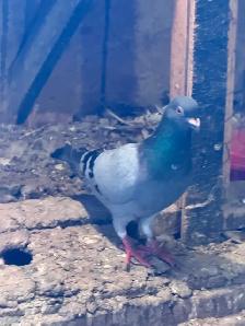 Homing pigeons for sale - Photo 3
